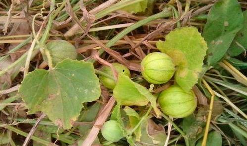 吃野瓜的视频,跟随视频一起品尝大自然的馈赠