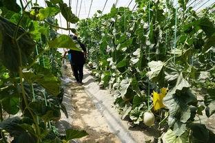 眉县吃瓜视频,揭秘当地特色美食与风土人情