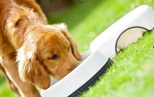 狗狗吃白玉瓜好吗视频大全,营养美味两不误