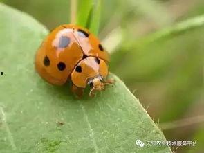 吃瓜叶的瓢虫有毒吗视频,吃瓜叶瓢虫是否携带毒性之谜