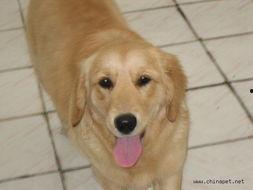 金毛可以吃瓠瓜吗视频