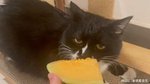 猫怎么吃哈密瓜最好呢视频,猫享用哈密瓜的完美指南