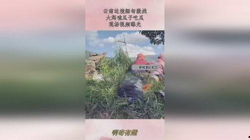 大妈在缅甸边境吃瓜视频,揭秘边境生活点滴