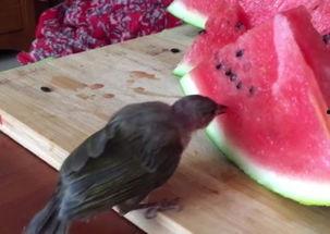 小鸟吃瓜视频,小鸟吃瓜萌态十足，萌化网友心