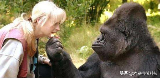 女人吃瓜变成黑猩猩视频,女人吃瓜意外变身黑猩猩，惊悚视频引发热议