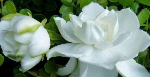 栀子花吃瓜视频,揭秘网红美食背后的故事